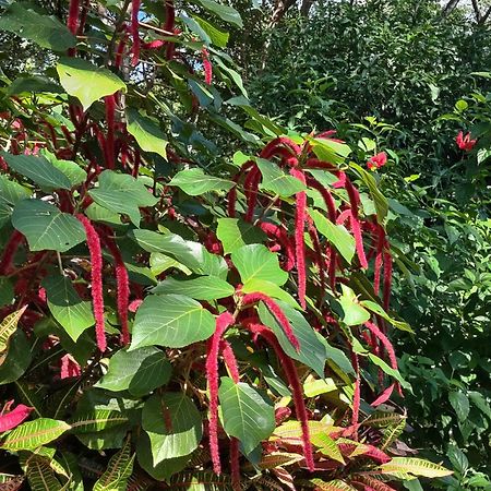 Finca Mystica Mérida Екстериор снимка
