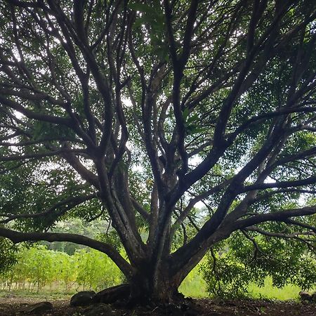 Finca Mystica Mérida Екстериор снимка